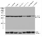 NEUROD2 Antibody in Western Blot (WB)