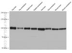 RABEP1 Antibody in Western Blot (WB)