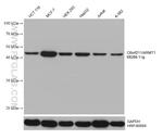 C6orf211/ARMT1 Antibody in Western Blot (WB)