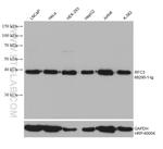 RFC3 Antibody in Western Blot (WB)