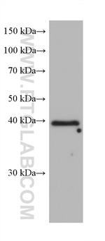 RFC3 Antibody in Western Blot (WB)
