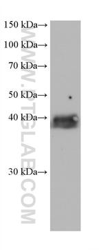 RFC3 Antibody in Western Blot (WB)