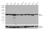PAK4 Antibody in Western Blot (WB)
