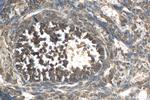 LEPREL2 Antibody in Immunohistochemistry (Paraffin) (IHC (P))
