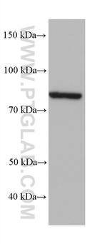 LEPREL2 Antibody in Western Blot (WB)