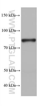 LEPREL2 Antibody in Western Blot (WB)