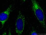ATP5F1 Antibody in Immunocytochemistry (ICC/IF)