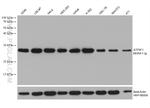 ATP5F1 Antibody in Western Blot (WB)