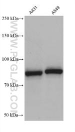 DHX32 Antibody in Western Blot (WB)