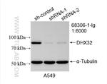 DHX32 Antibody in Western Blot (WB)