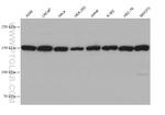 MED23 Antibody in Western Blot (WB)