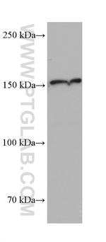 MED23 Antibody in Western Blot (WB)