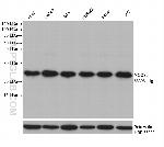 MOCS2 Antibody in Western Blot (WB)