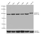 EXOSC10 Antibody in Western Blot (WB)