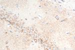 Ataxin 2 Antibody in Immunohistochemistry (Paraffin) (IHC (P))