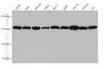 Ataxin 2 Antibody in Western Blot (WB)
