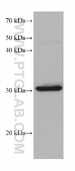 PBLD Antibody in Western Blot (WB)