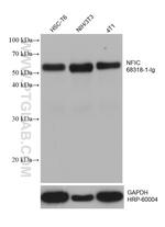 NFIC Antibody in Western Blot (WB)