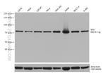 SF4 Antibody in Western Blot (WB)