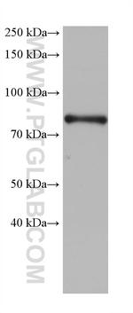 SF4 Antibody in Western Blot (WB)