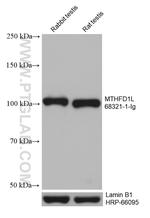 MTHFD1L Antibody in Western Blot (WB)
