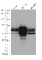 NAB2 Antibody in Western Blot (WB)