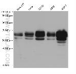 NAB2 Antibody in Western Blot (WB)