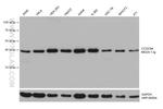 CCDC94 Antibody in Western Blot (WB)