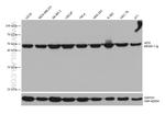 AZI2 Antibody in Western Blot (WB)