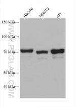SH3BP1 Antibody in Western Blot (WB)