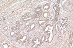 NDUFS6 Antibody in Immunohistochemistry (Paraffin) (IHC (P))