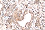 NDUFS6 Antibody in Immunohistochemistry (Paraffin) (IHC (P))