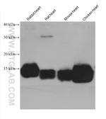 NDUFS6 Antibody in Western Blot (WB)