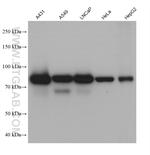 EPS8L2 Antibody in Western Blot (WB)