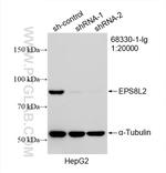 EPS8L2 Antibody in Western Blot (WB)