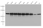 CC2D1A Antibody in Western Blot (WB)