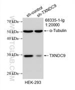 TXNDC9 Antibody in Western Blot (WB)