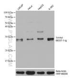 THYN1 Antibody in Western Blot (WB)