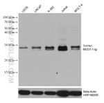THYN1 Antibody in Western Blot (WB)