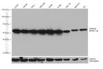 GPKOW Antibody in Western Blot (WB)
