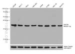 SGF29 Antibody in Western Blot (WB)