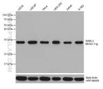 RABL3 Antibody in Western Blot (WB)