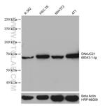 DNAJC21 Antibody in Western Blot (WB)