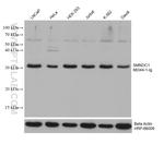 SMNDC1 Antibody in Western Blot (WB)