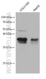 ZMAT3 Antibody in Western Blot (WB)