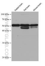 IRSp53 Antibody in Western Blot (WB)