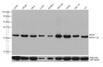 MED6 Antibody in Western Blot (WB)