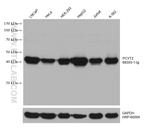 PCYT2 Antibody in Western Blot (WB)