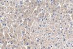 COASY Antibody in Immunohistochemistry (Paraffin) (IHC (P))