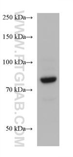 MID2 Antibody in Western Blot (WB)